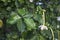 White flower of Gardenia thunbergi