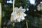 White flower of Gardenia thunbergi