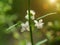 White flower grass of Macao Tea