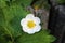 White flower and green leaf of garden strawberry, latin name Fragaria Ã— ananassa.