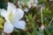 White flower with green leaf or grass with rain water or dew.