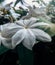 White flower in the green leaves