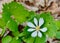 White flower and green leaves of bloodroot plant in forest in spring.