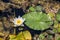 White flower and green leaves of different sizes of water lily in summer swamp