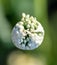 White flower on a green onion