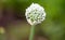 White flower on a green onion