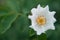 white flower growing on a bush. White rosehip flower