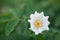 white flower growing on a bush. White rosehip flower