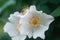 white flower growing on a bush. White rosehip flower