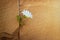 White flower growing on crack stone wall, warm color