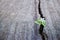 White flower growing on crack street, soft focus