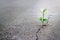 White flower growing on crack street, soft focus, blank text