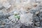 White flower growing on cracks ruins building, hope and faith concept, soft focus