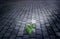 White flower growing on street floor old brick at night, soft fo