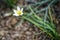 A white flower grows beautifully alone