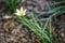 a white flower grows beautifully alone