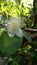 White flower of guava klutuk fruit