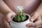 White flower Gymnocalycium. Children& x27;s hands hold a white clay pot. Close-up