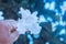 White flower in hand abstract peaceful and hope background