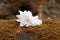 White Flower in Hardcastle Crags