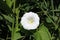 White flower, hedge bindweed, calystegia sepium