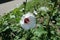 White flower of Hibiscus syriacus with eye of maroon