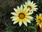 White flower, Himalaya mountains, India