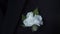 White flower in his jacket pocket closeup. Groom boutonniere adjusts his hand in a jacket pocket. Stylish and classic