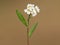 White flower of Hoary alyssum plant. Berteroa incana