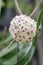 White Flower Hoya Carnosa