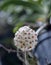 White Flower Hoya Carnosa