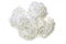 White flower hydrangea
