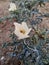 White Flower in India garden at evning time