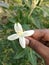 White flower in indian females hand