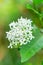 White flower Ixora finlaysoniana Beautiful blooming scented White jungle flame in family Rubiaceae, is small evergreen shrub