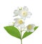 White flower (jasmine) isolated on white