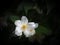 White flower of jasmine (Philadelphus)