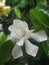 white flower jasmine after rainy drop on flower sweet and feel clean