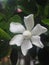 white flower jasmine after rainy drop on flower sweet and feel clean