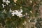 White flower of Jasminum grandiflorum shrub