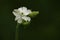 White Flower - Jasminum sambac (Sampaguita)