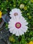 white flower known as Cape daisy (Osteospermum ecklonis)