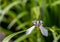 White Flower known as Walking Iris, Apostle`s Iris and Apostle Plant Trimezia