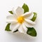 White Flower With Large Yellow Leaves On A White Background