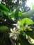 White flower of lemon plant