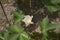 White flower of Levant cotton plant