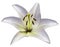 White flower Lily on isolated white background with clipping path. Closeup. Beautiful white-gray flower for design.