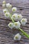 White flower lily of the valley on a background of old gray barn boards