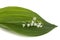 White flower of lily of the valley, lat. Convallaria majalis, is