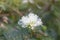 White flower of Littleleaf sensitive-briar,Sensitive briar or Thai call Cha em thai is a Thai herb.